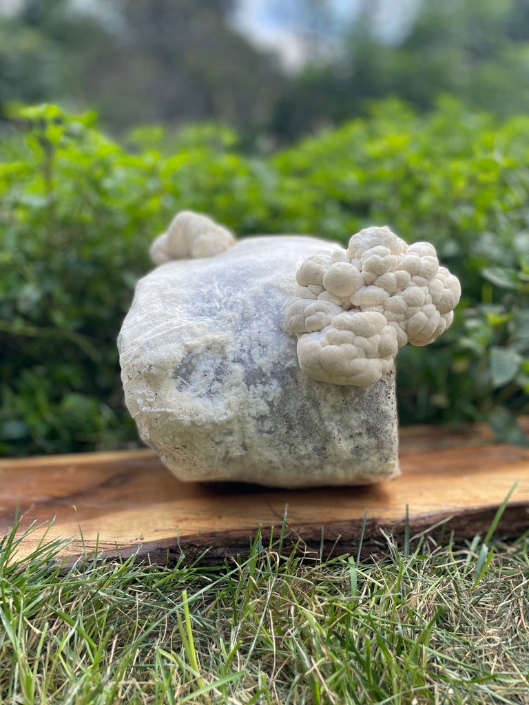 Organic Lion's Mane Mushroom Grow Kit, Indoor — view 6