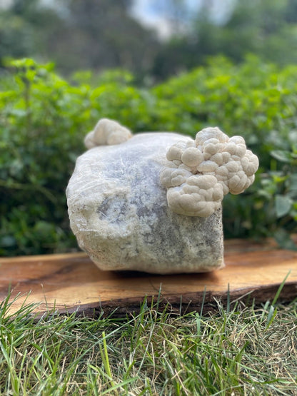 Organic Lion's Mane Mushroom Grow Kit, Indoor — view 6