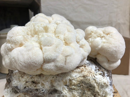 Organic Lion's Mane Mushroom Grow Kit, Indoor — view 7