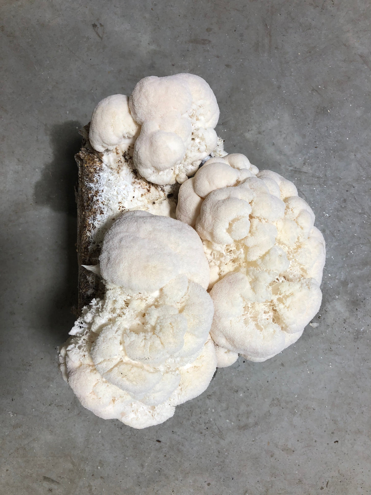 Organic Lion's Mane Mushroom Grow Kit, Indoor