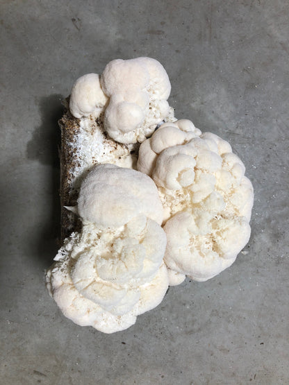 Organic Lion's Mane Mushroom Grow Kit, Indoor