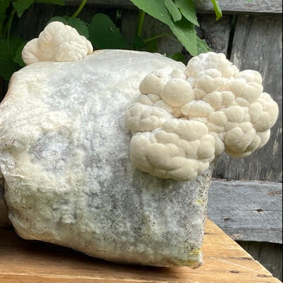 Organic Lion's Mane Mushroom Grow Kit, Indoor — view 4